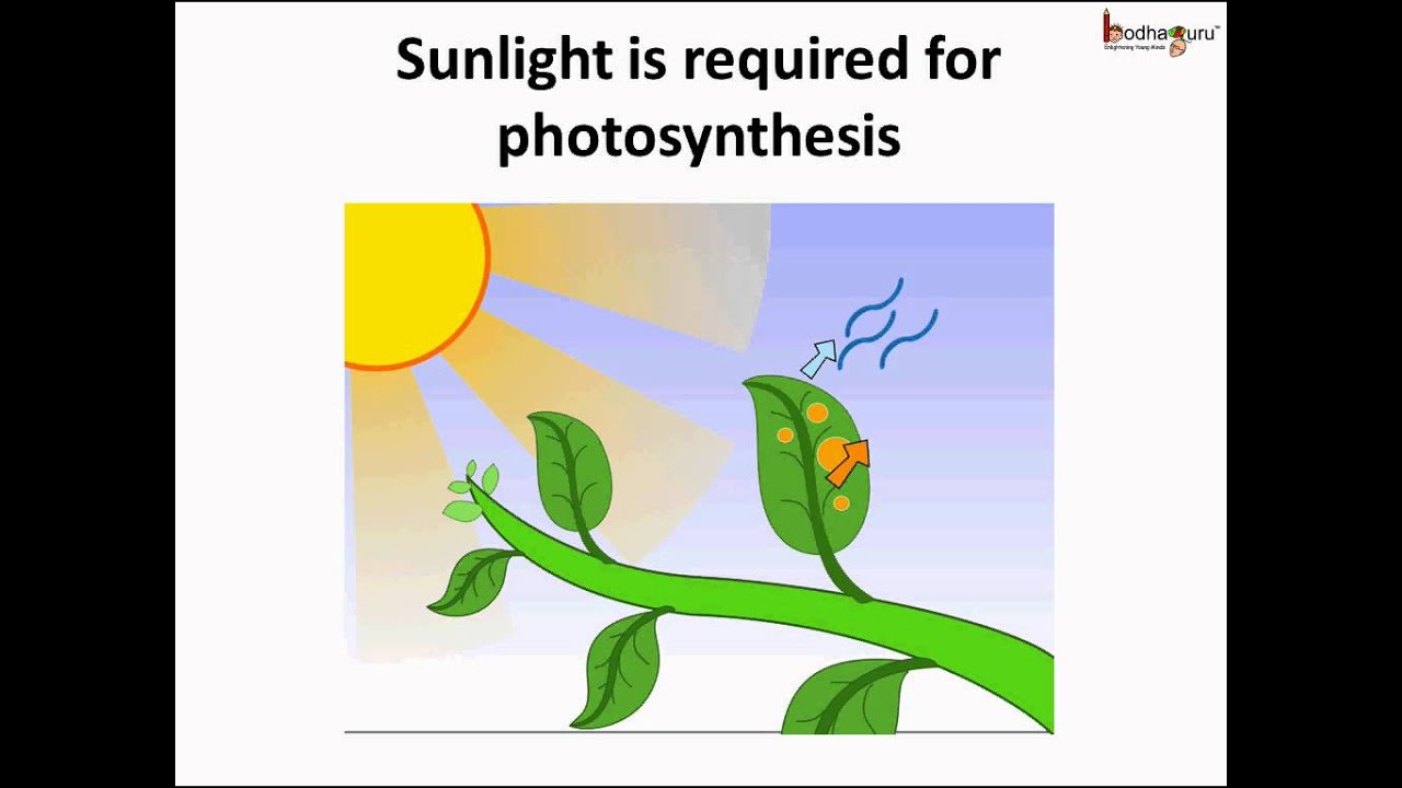 Science - Shoot System And Functions - English