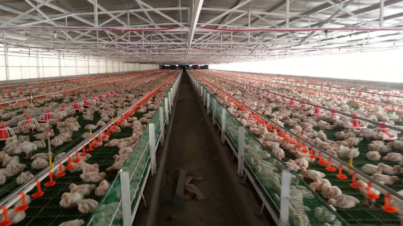 Rey Du Poultry Farm at Pililia Rizal Philippines