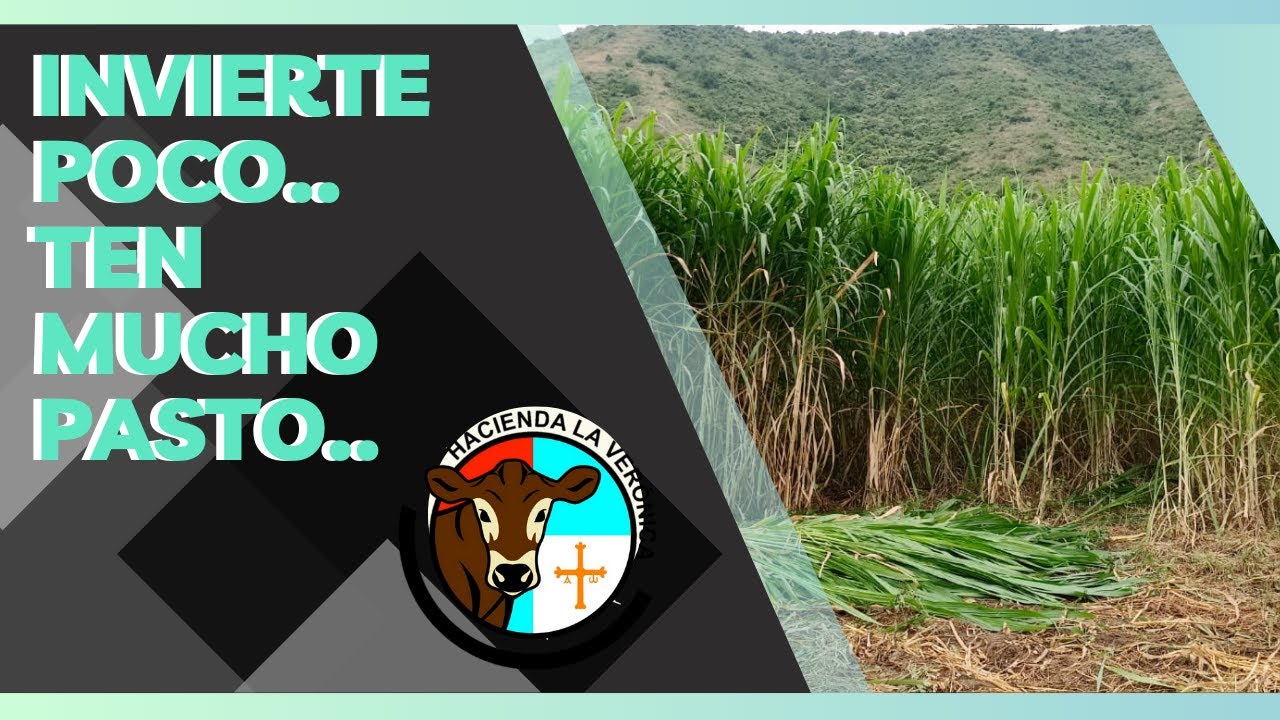 INVERTIR POCO Y TENER MUCHO PASTO DE CORTE