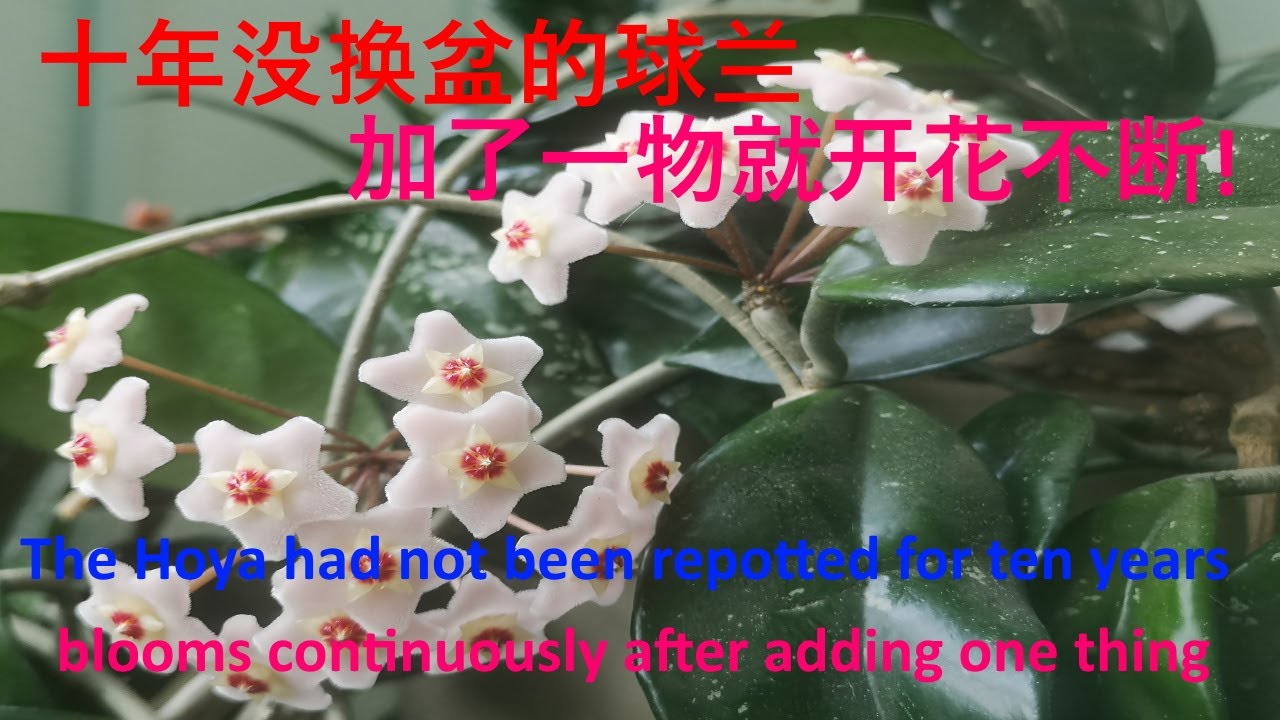 如何让球兰开花，十年没换盆的球兰，加了一物便开花不断/How to make Hoya bloom. Add one thing can make it bloom continuously