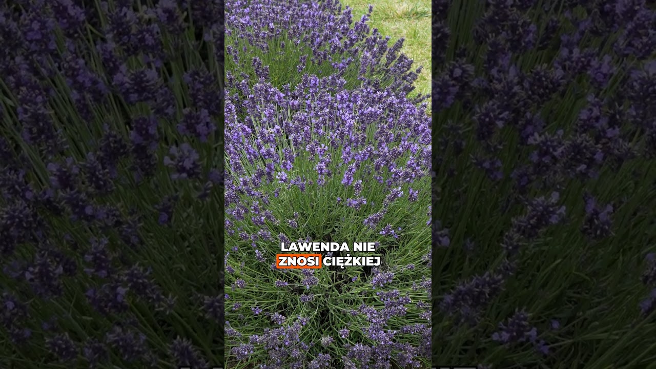 Najczęstsze błędy w uprawie lawendy 😱💜 Dlatego Twoja nie rośnie!
