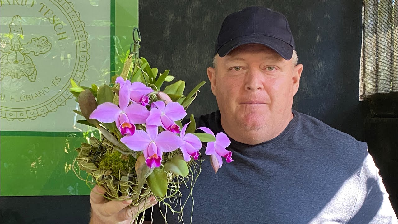 Tudo sobre a ORQUÍDEA Laelia Pumila