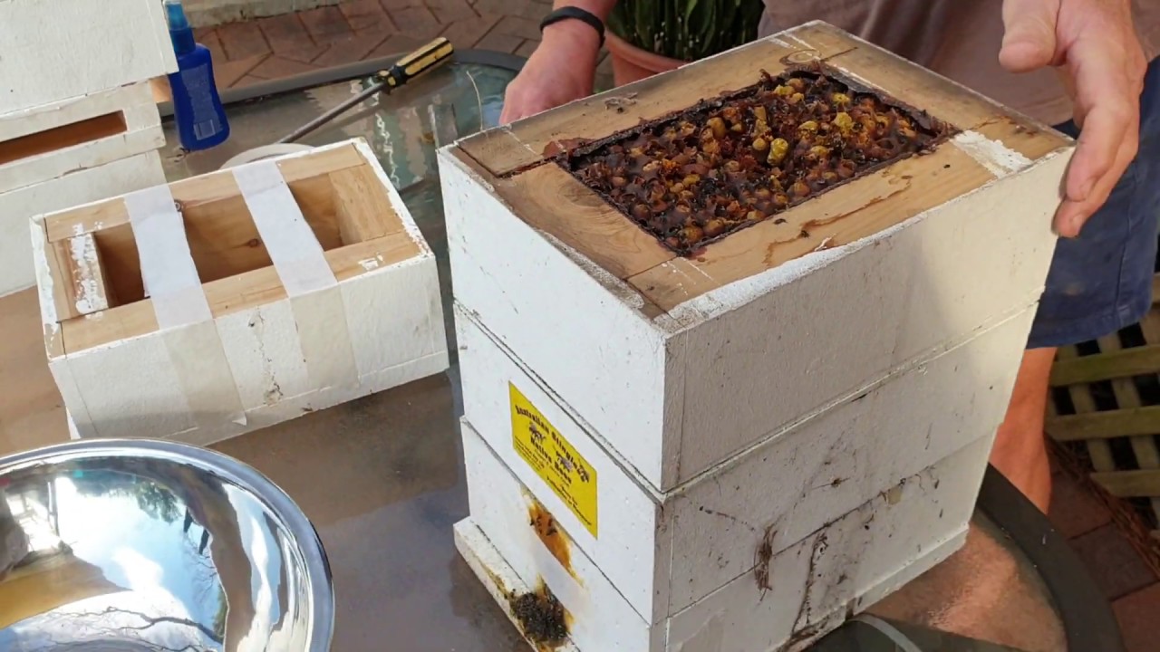 Native Bee Hive splitting....my 1st attempt!