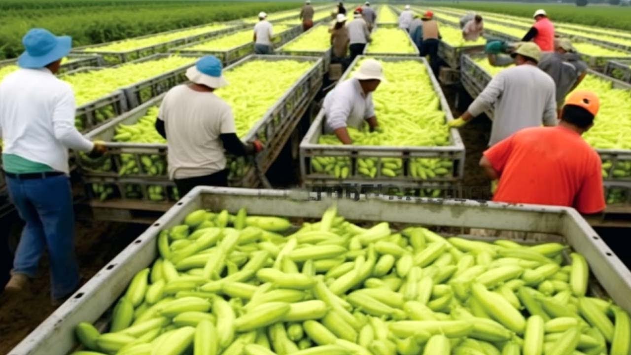 How Do FLORIDA Farmers Use 9,7 Million Acres Of Farmland - American Farming