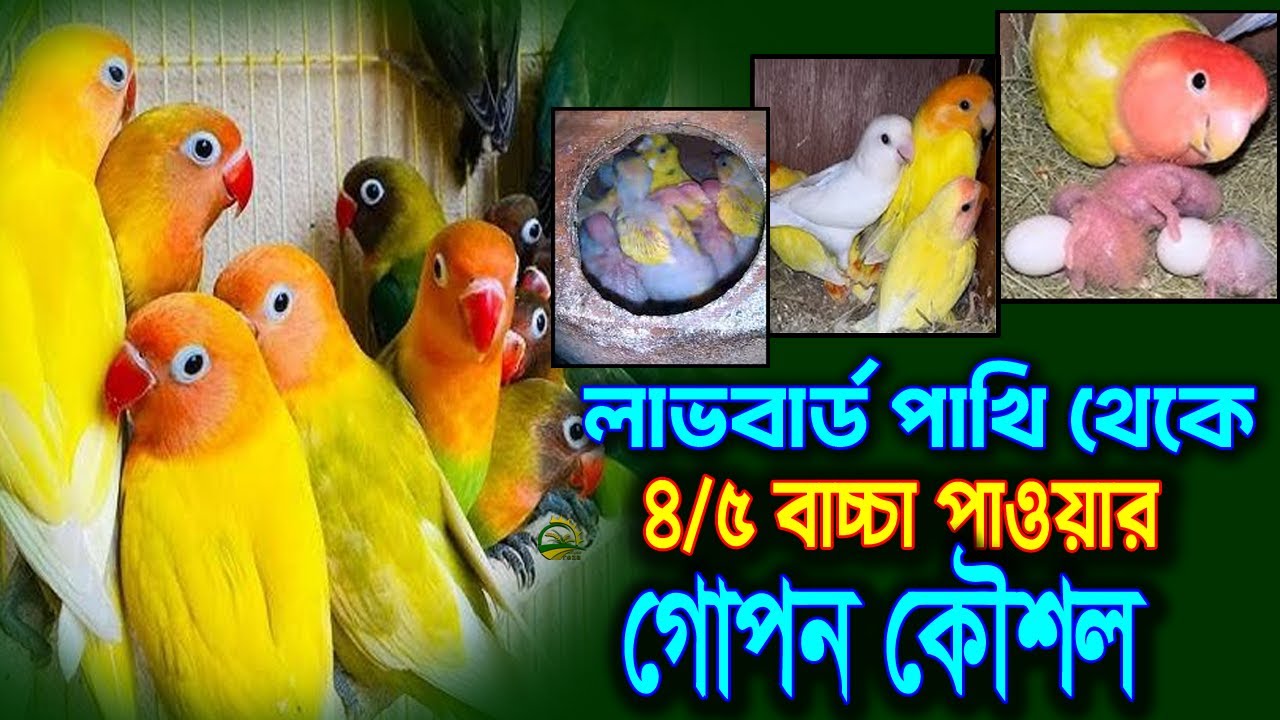 জেনে নিন লাভবার্ড পাখি থেকে ৪ /৫ বাচ্চা পাওয়ার গোপন কৌশল।যা আপনাকে কেহ বলবে না।