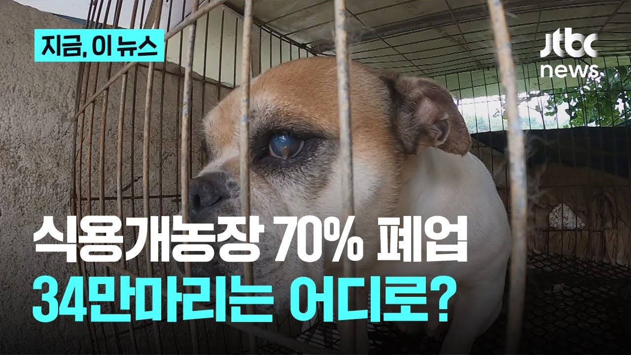 농식품부 &ldquo;개농장 70% 문 닫았다&rdquo;...식용견이 반려견ㆍ경비견으로?｜지금 이 뉴스