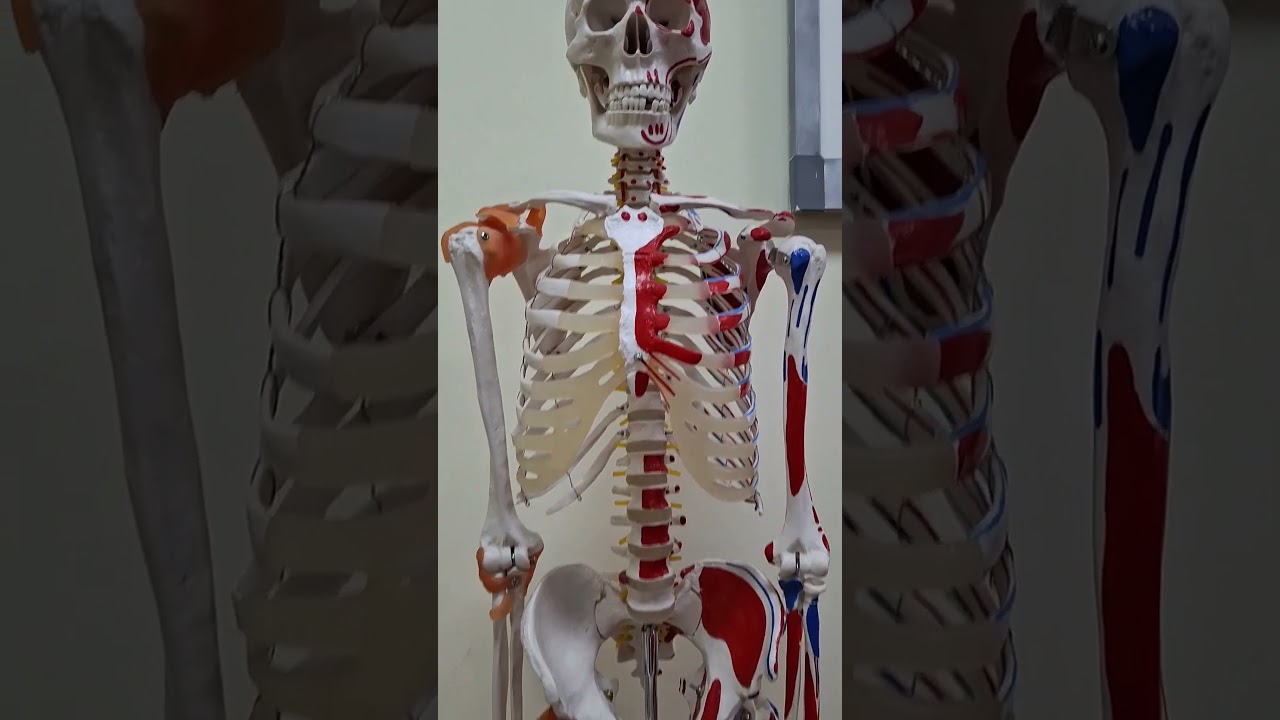 Digital classroom #anatomy #smc #medicosstuff #mbbs #mbbsmotivation #digital digi