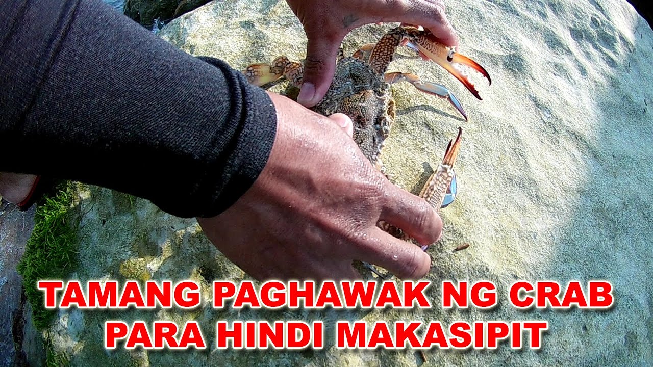Paano manghuli ng Alimasag ng hindi nasisipit? Must watch this @lipenongmangyan4272