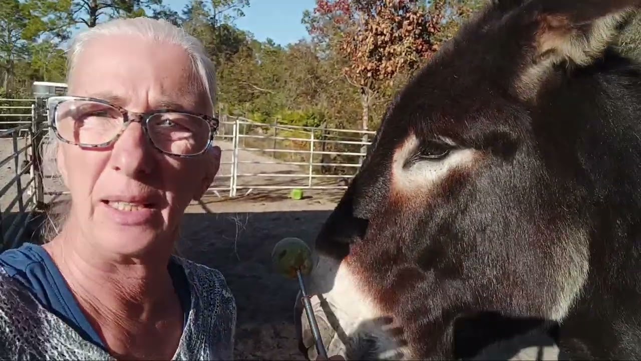 Backing up your Equine/horse from all sides, using a target