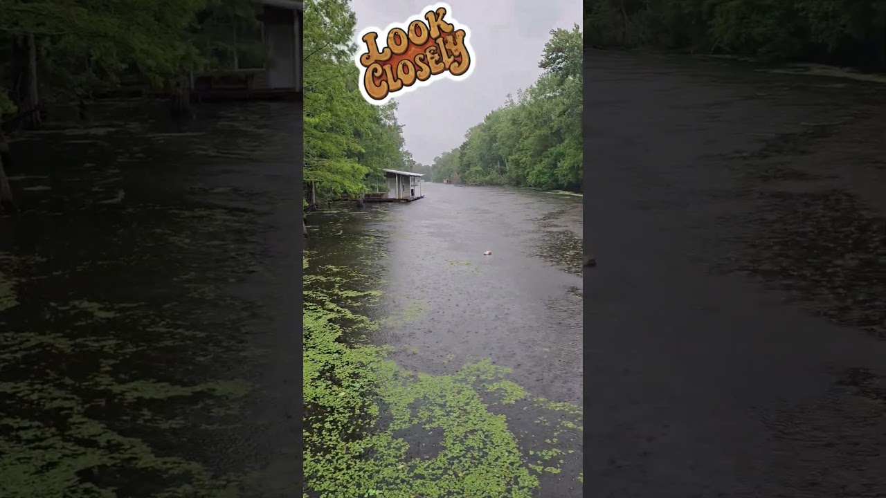 В луизианской заводи заметили крокодила! #смотритевнимательно #жизньвлуизиане #луизиана #каджун