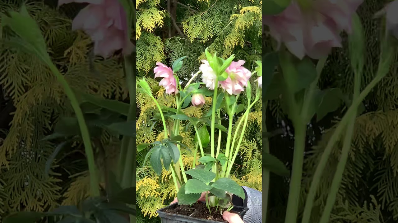 Наконец-то свежие цветочки, морозник Double Ellen Picotee и Double Ellen Pink