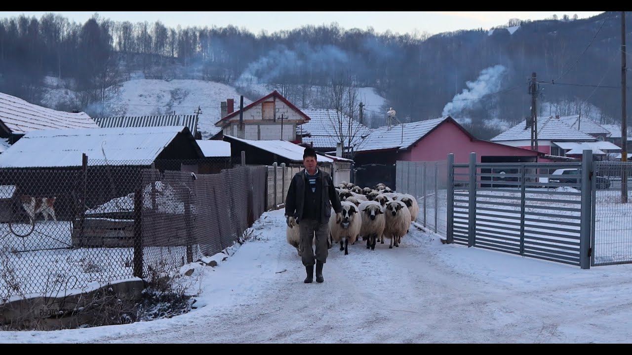 Momârlanii din Petrila au in gena cresterea oilor breze asa cum si Barb Viorel are o turma de mioare