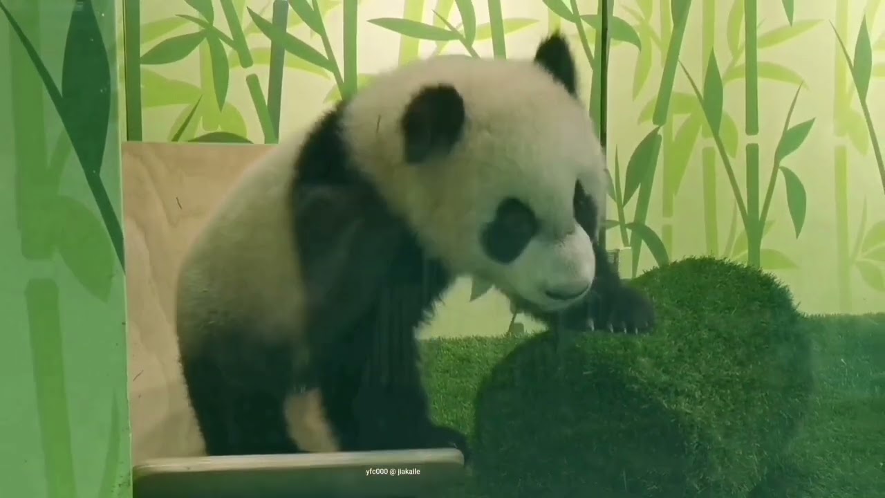 20220208 Giant Panda Le Le   Afternoon session 1/2 @ River Wonders Singapore 大熊猫叻叻 @ 新加坡河川生态园