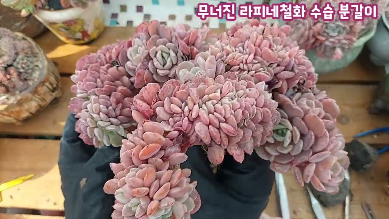 무너진 라피네철화 소환했어요~ 옛날 사진 보니 진짜 많이 크고 예뻐졌어요~ 한쪽이 무너져서 분갈이 다시 합니다~[ 구름다육에서 온 라피네철화를 대품으로 키웠어요~]