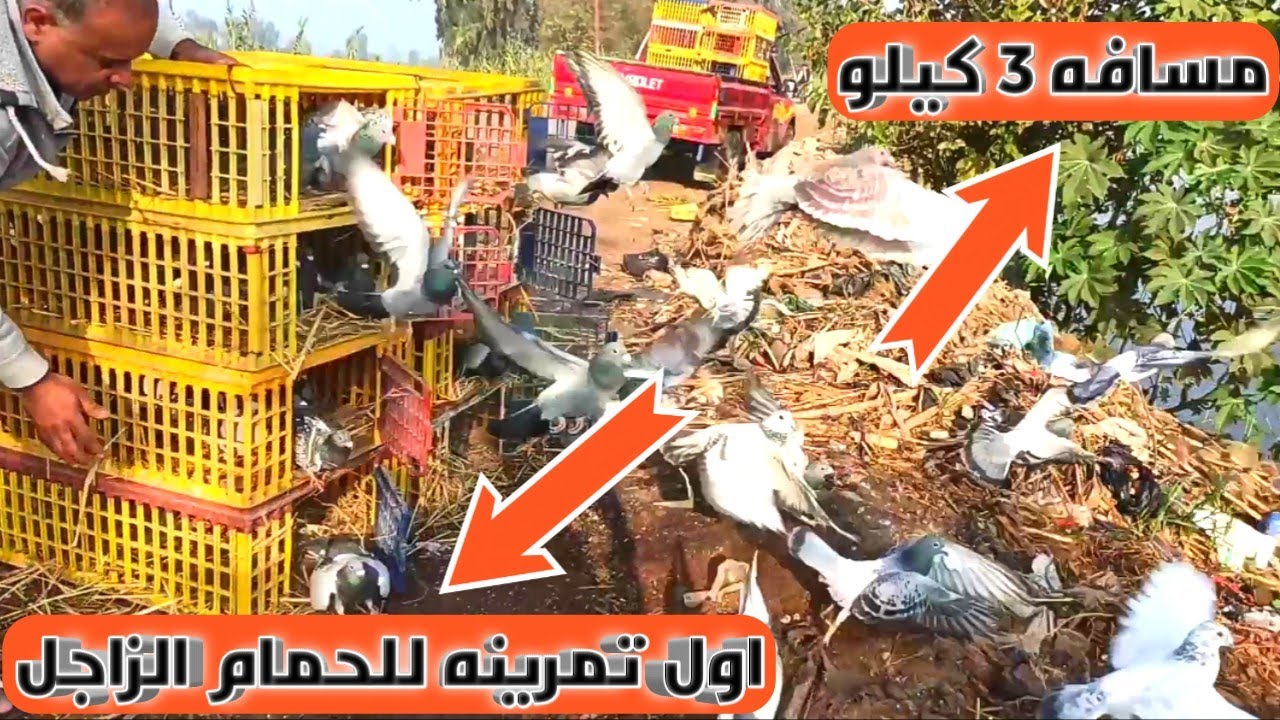 تدريب الحمام الزاجل مسافه 3 كيلو (اول تمرينه)