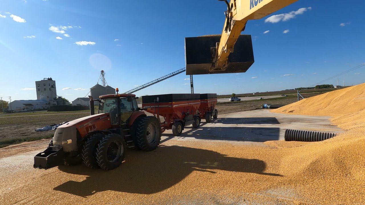 Moving a Mountain of Corn With an Excavator