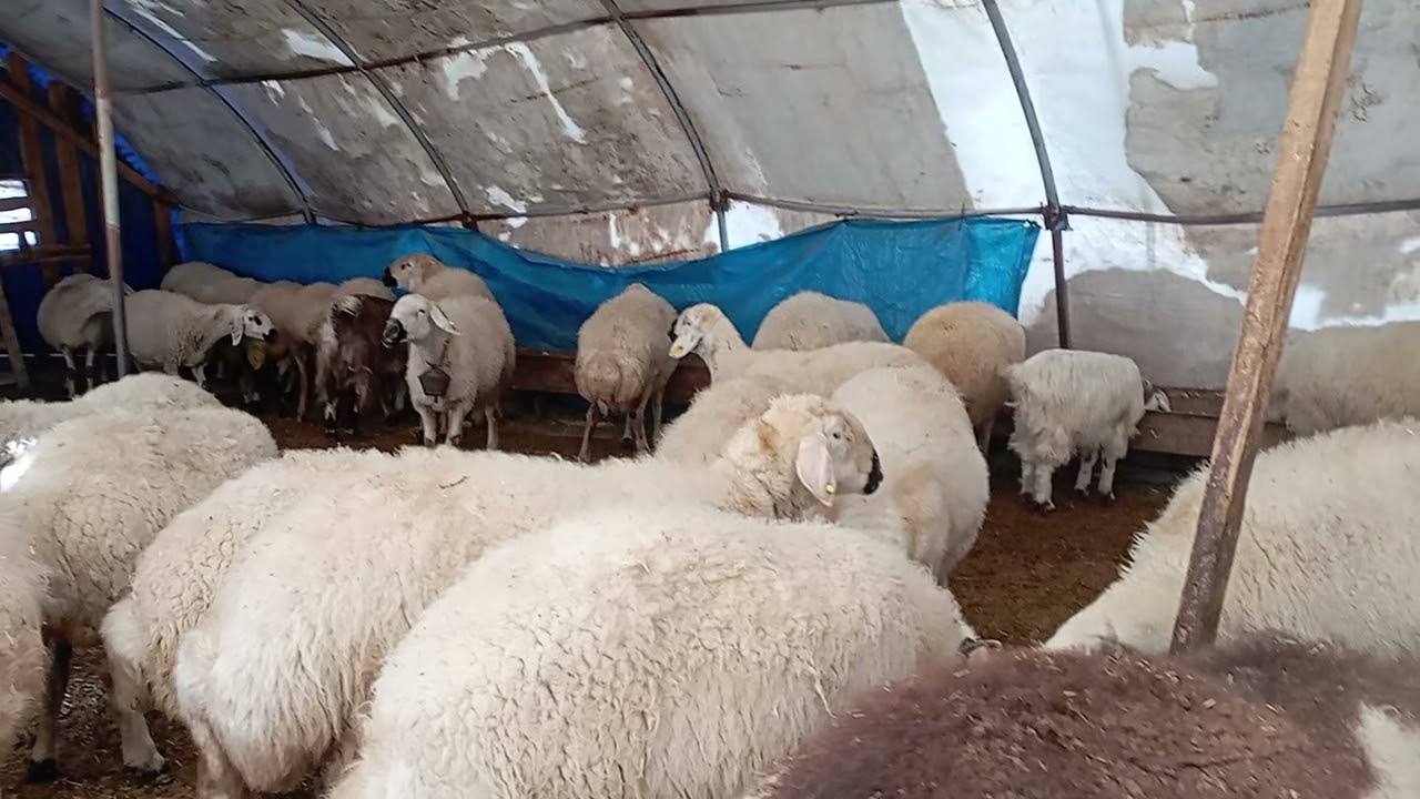 Geçe kurtlar adeta ablukaya aldı 