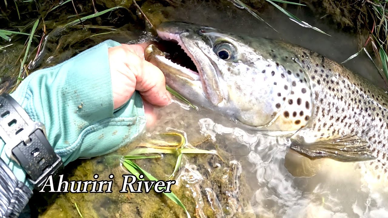 一生忘れないニュージーランドの１匹。 Full-version。