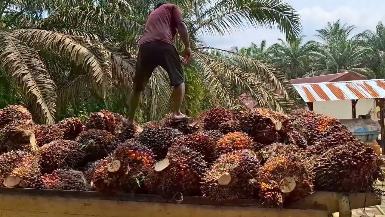 Muat buah dura,super berat