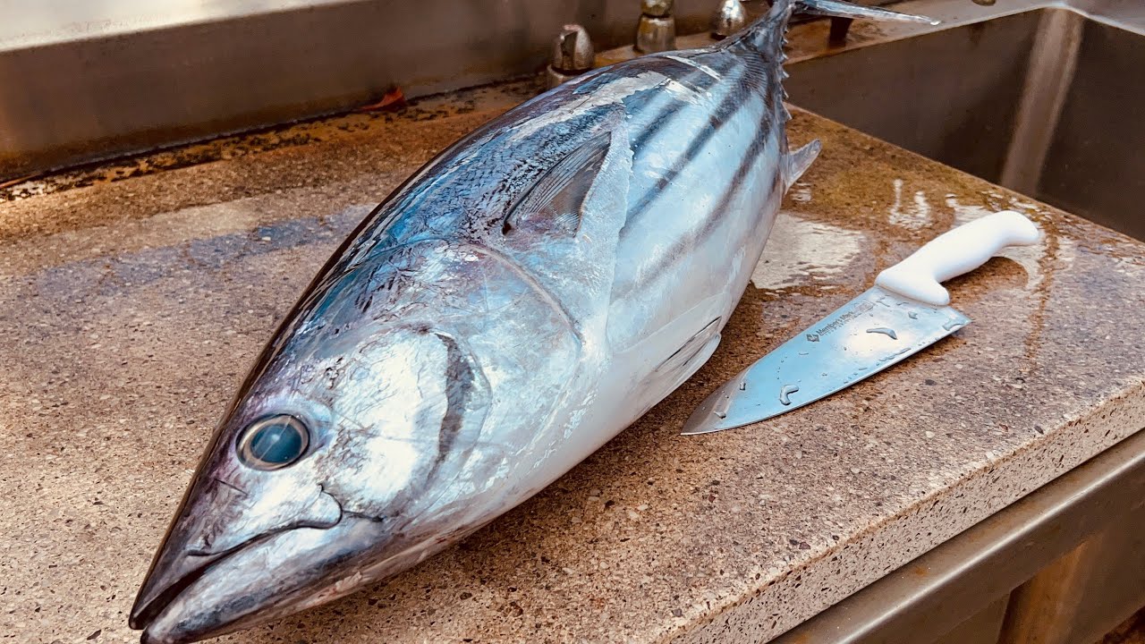 The Technique We Use to Dispatch Fish: Aku (Catch and Clean)