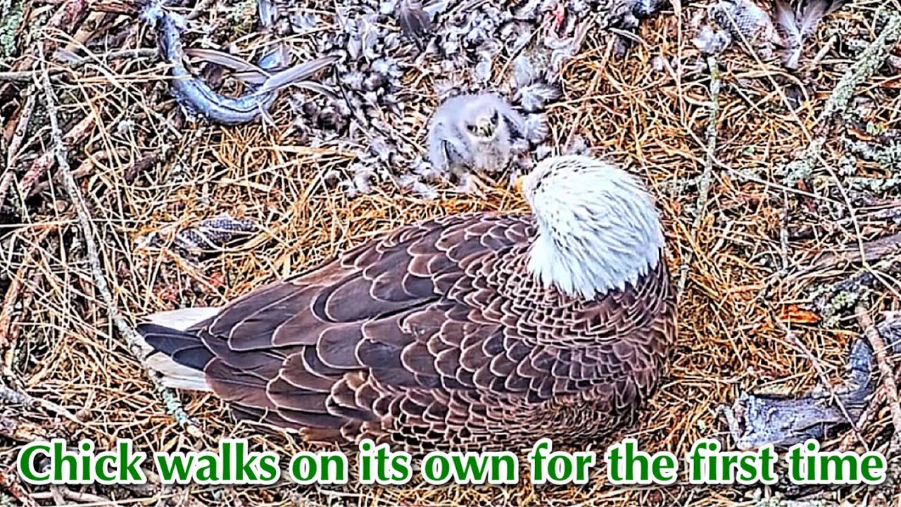 #94🦅🐥10°🥚／Duke Farms Eagle Nest 2026／Duke Mom💗Duke Dad／by Duke  Farms