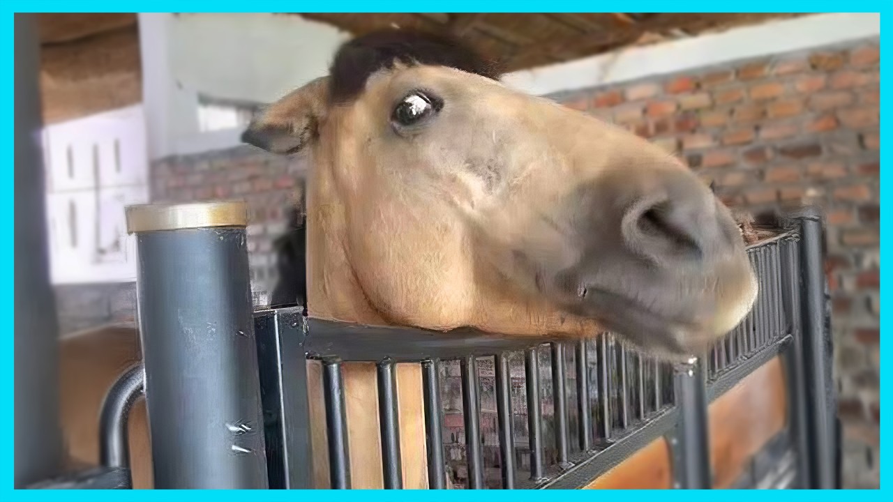 🐎 When Horses Decide to Be Comedians | Funny Horse Videos