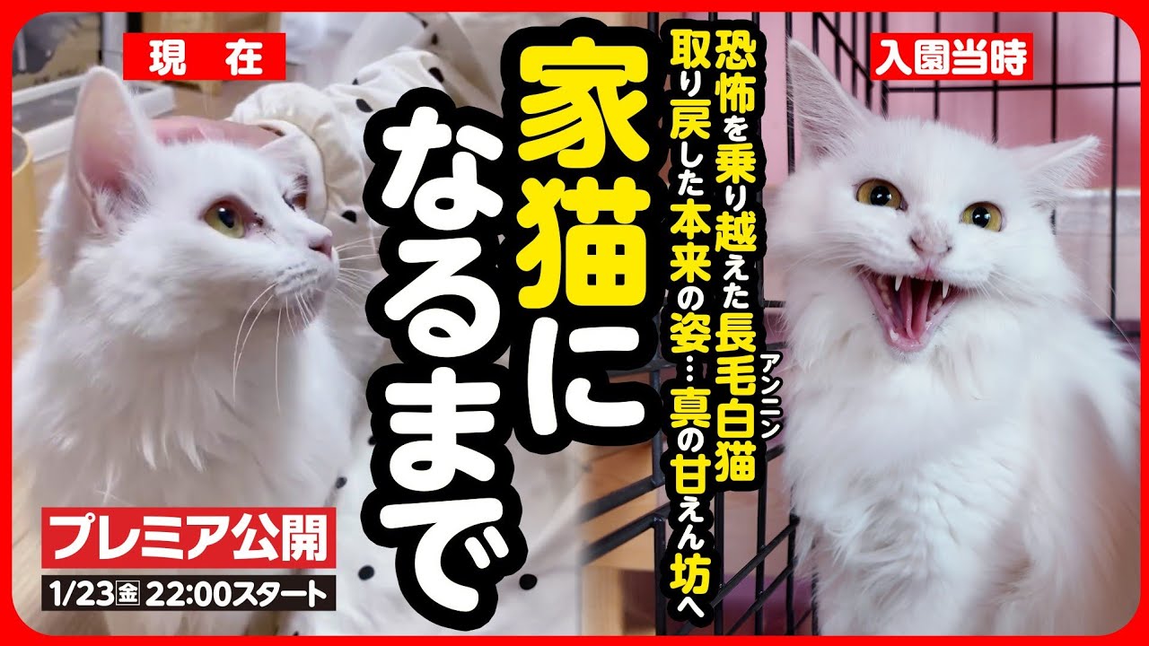 【感動】お外で生まれ 人に怯えていた白猫が幸せな家猫になるまで【まとめ】