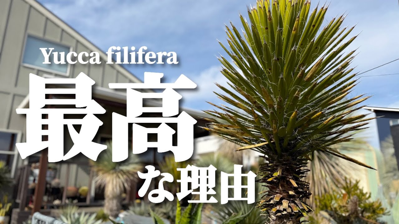 【ドライガーデン】輸入直近のユッカ・フィリフェラの優れた点について。