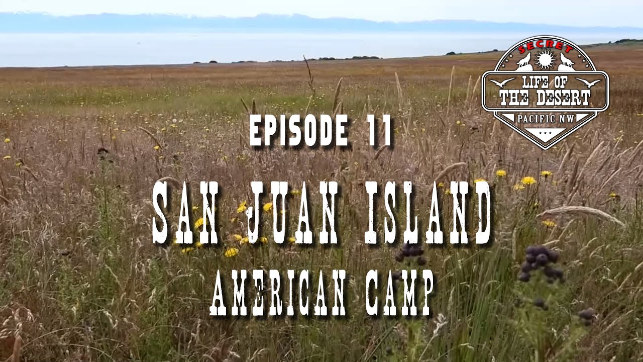San Juan Island:  American Camp