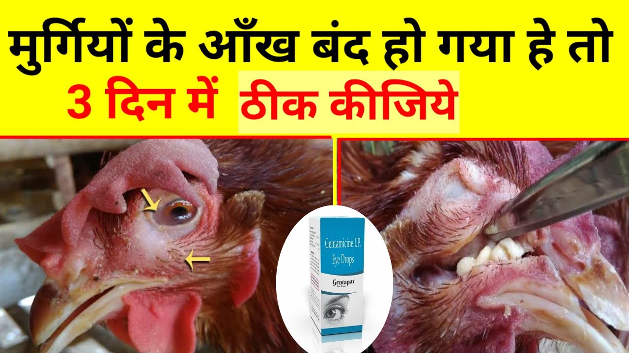 मुर्गियों के Coryza बीमार का रामबाण देसी इलाज़(Coryza disease in Poultary and its treatment)