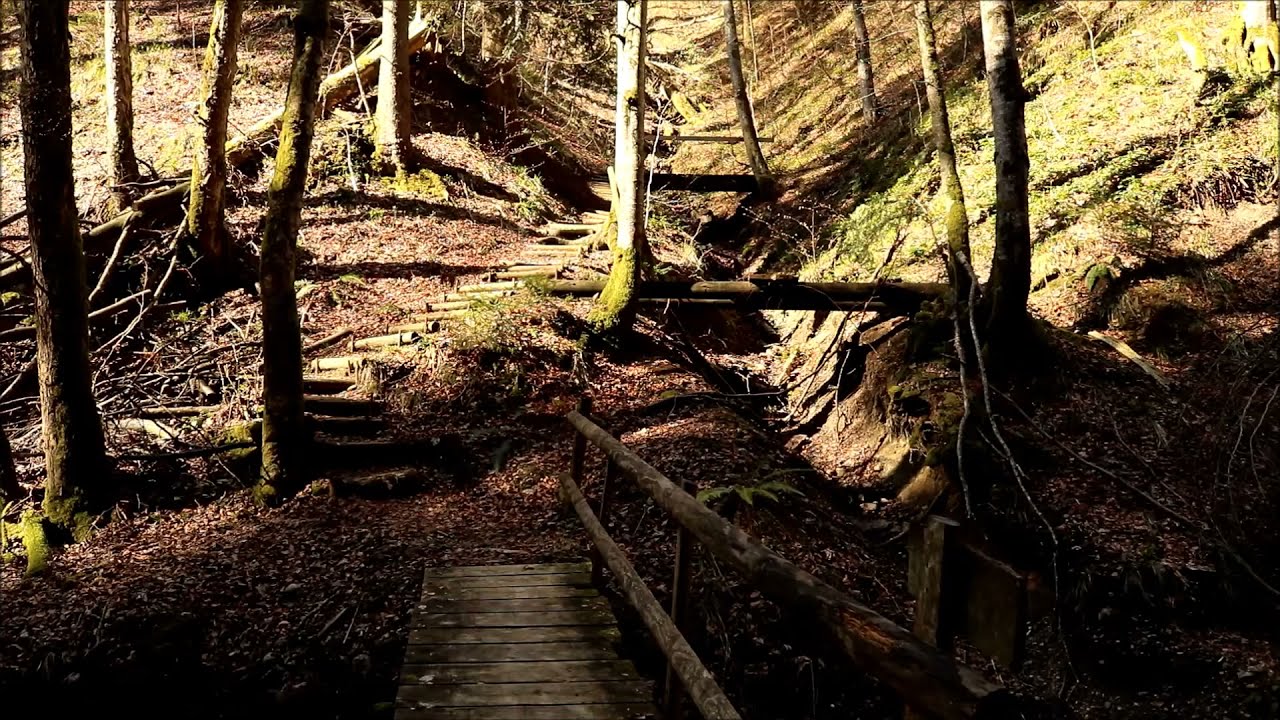 Eine Stunde am Waldbach mit Vogelgezwitscher und Naturger&auml;usche   - Naturvideo - HD Aufnahme