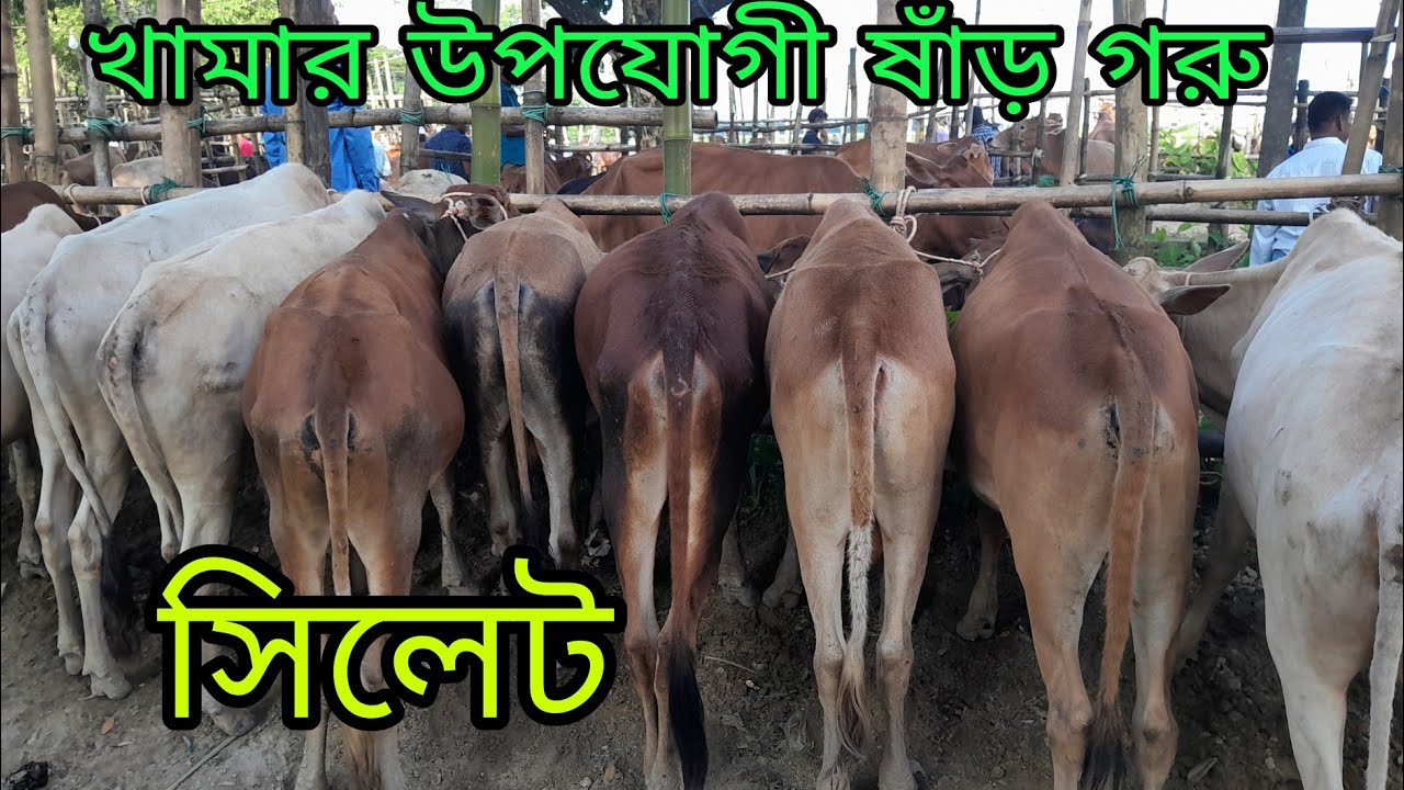 খামার উপযোগী ছোট ষাঁড় গরুর দামদর জানুন, দামে কম মানে ভালো, এখন গরু কেনার সময়, 