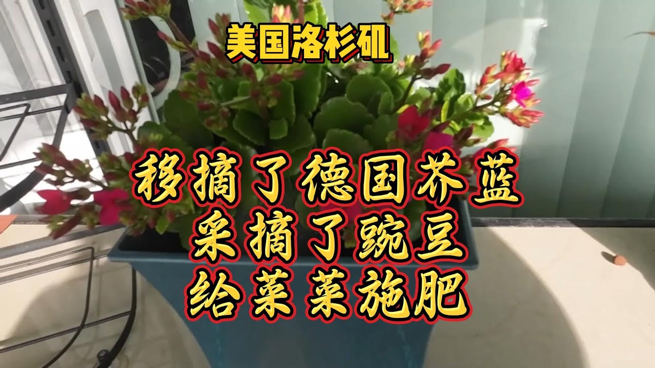 移摘了德国芥蓝，采摘了豌豆，给菜菜施肥，惊喜看了到花椰菜和紫花菜都接球了- 【lisavlog 游子记】2025 01 03