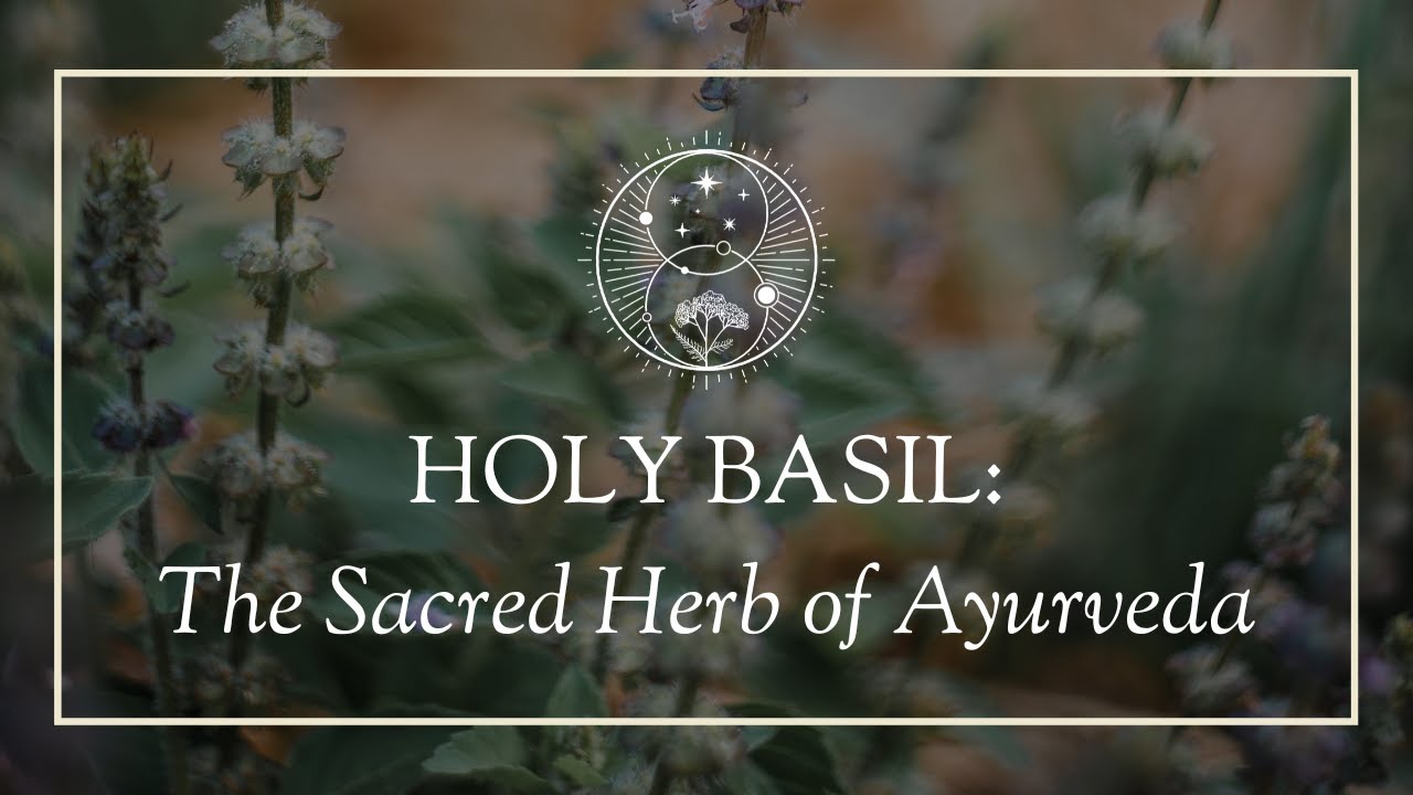 Holy Basil: The Sacred Herb of Ayurveda