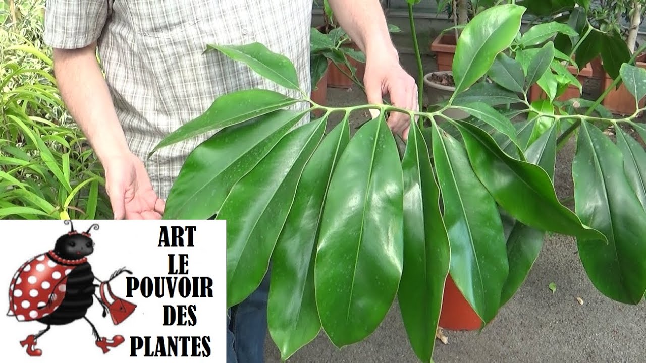 Conseil jardinage: Philodendron goeldii Green wonder: Arrosage et entretien: Plante d'intérieur