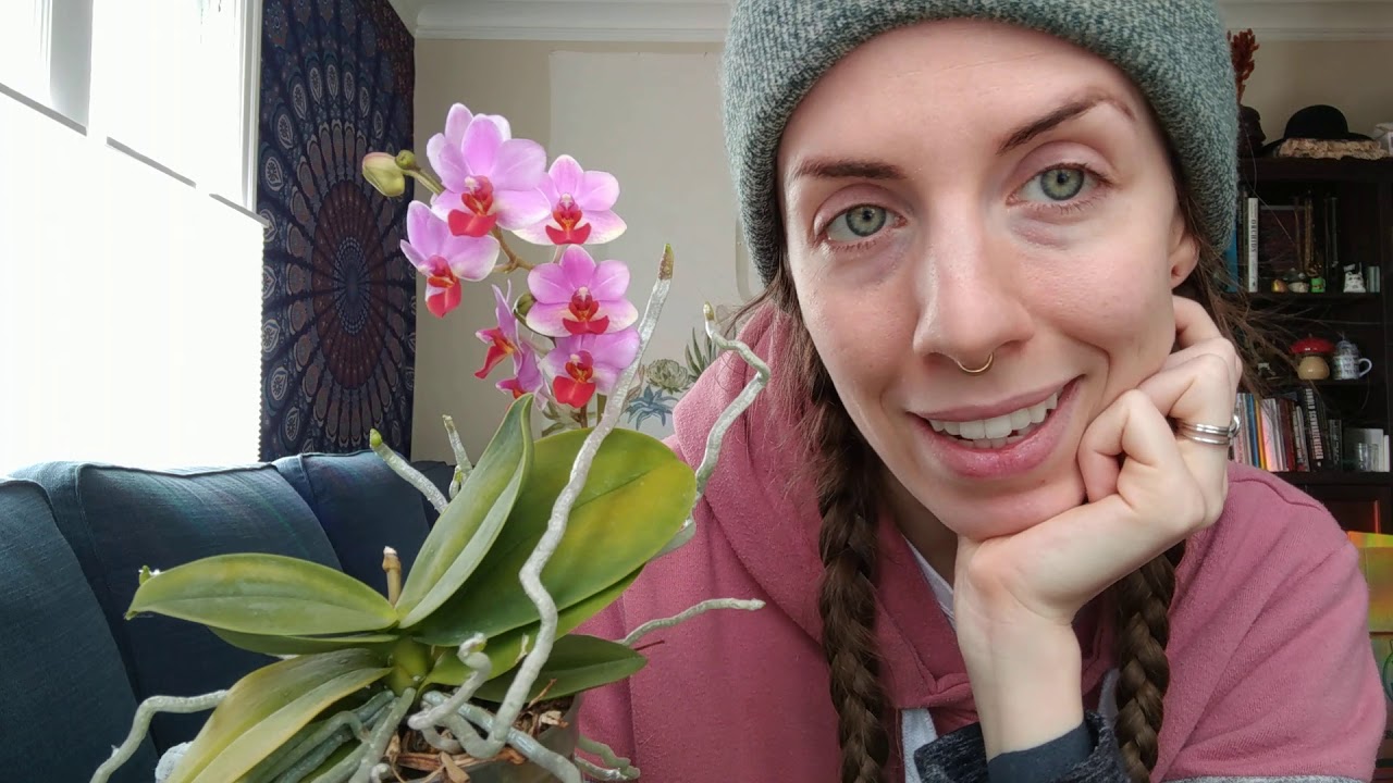 Orchid update!! March 2020, month of the surrealist joke on humanity