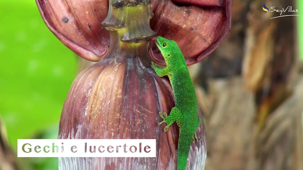 Gli animali delle Seychelles