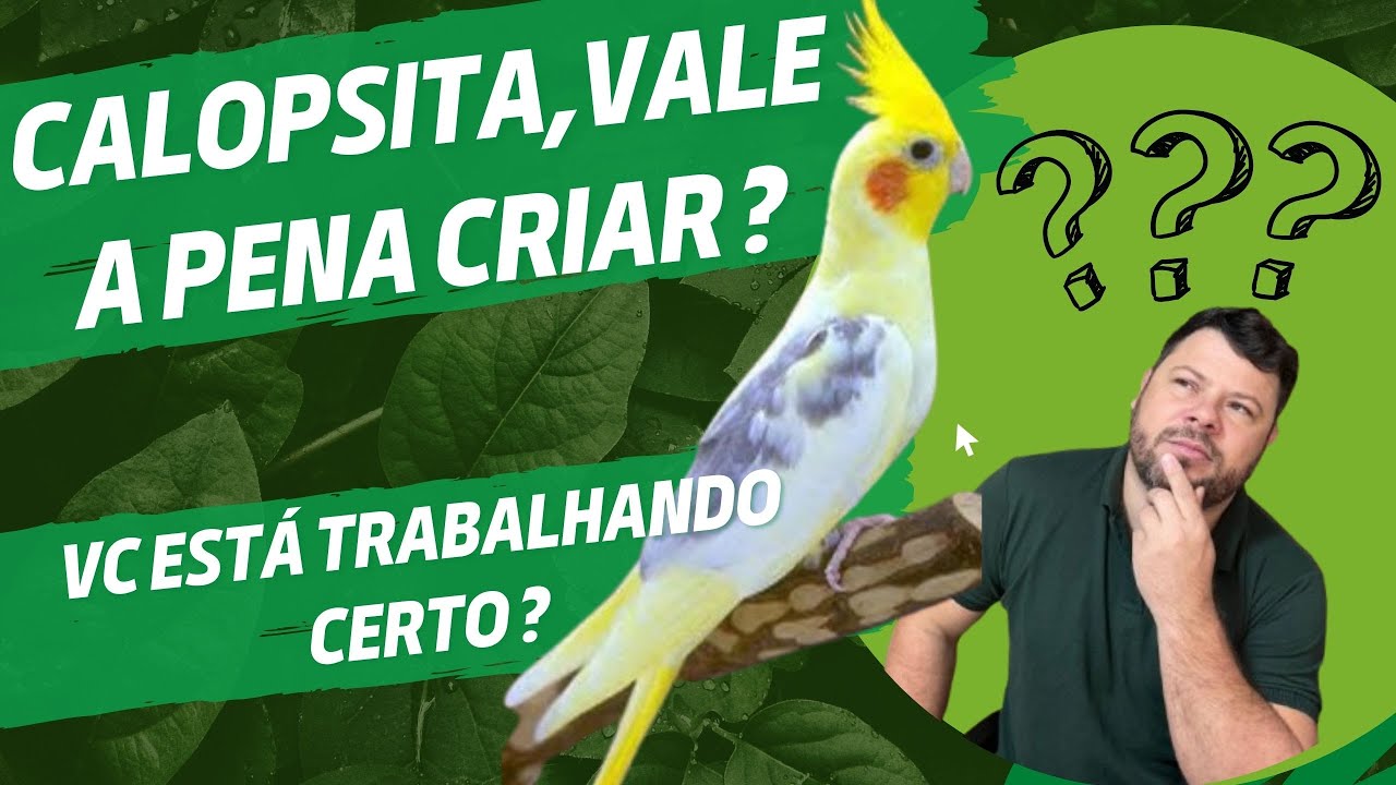 SERÁ QUE CALOPSITA DÁ LUCRO ?