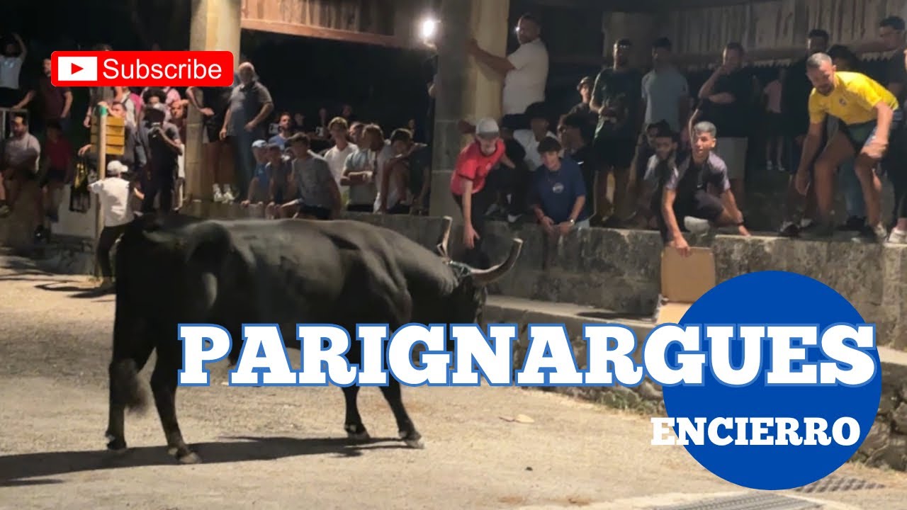 Dernière Encierro de la fête votive 2025 ➡️ ￼Parignargues 🇫🇷 03/08/2025 Manade CONTI 😉