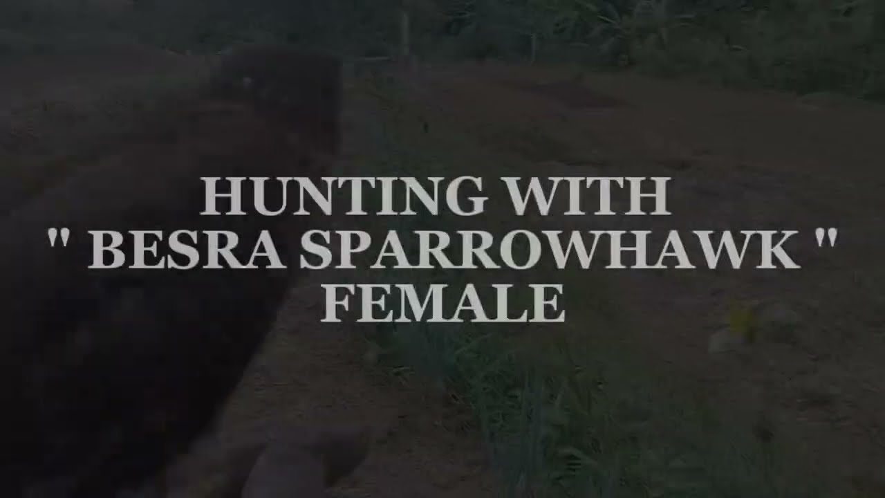 SPARROW HUNTING WITH A BESRA SPARROWHAWK (ACCIPITER VITGATUS) CHAPTER 1