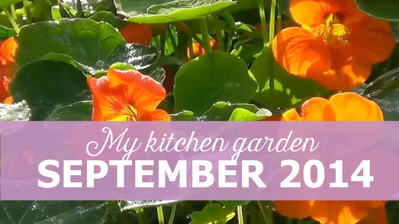 My kitchen garden - September 2014