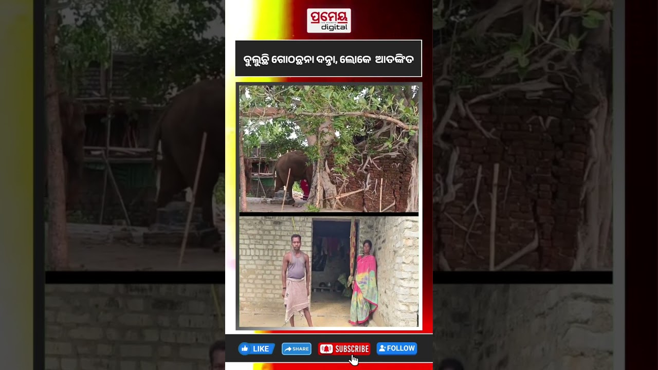 ବୁଲୁଛି ଗୋଠଛଡ଼ା ଦନ୍ତା,ଲୋକେ ଆତଙ୍କିତ #elephantterror #prameyadigital #patana #odisha