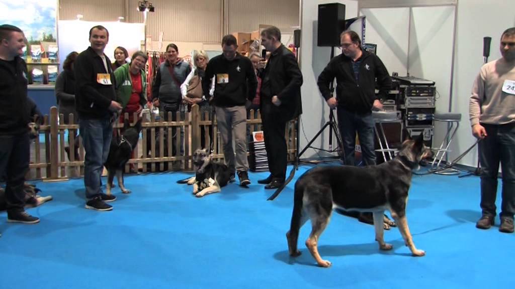 Osteuropäischer Schäferhund Hundeausstellung Hannover 2015