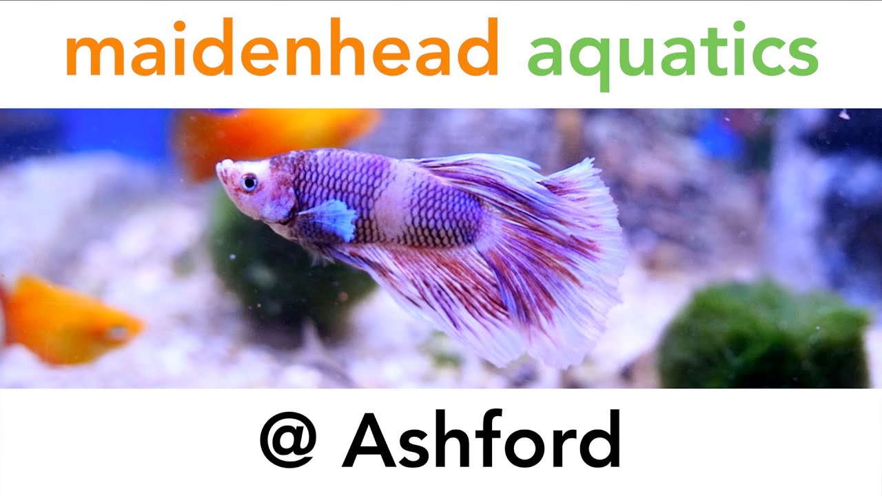 Maidenhead Aquatics @ Ashford