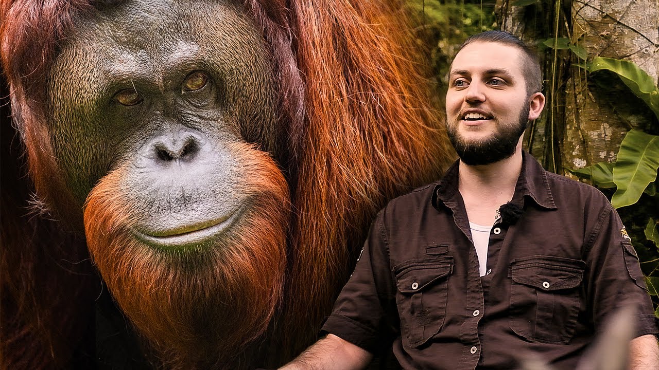 Projekt wolontariatu Samboja Lestari Orangutan &ndash; Recenzje wolontariuszy | The Great Projects