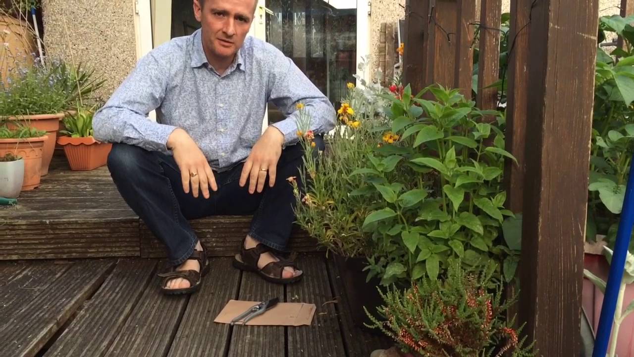 Collecting wallflower seeds