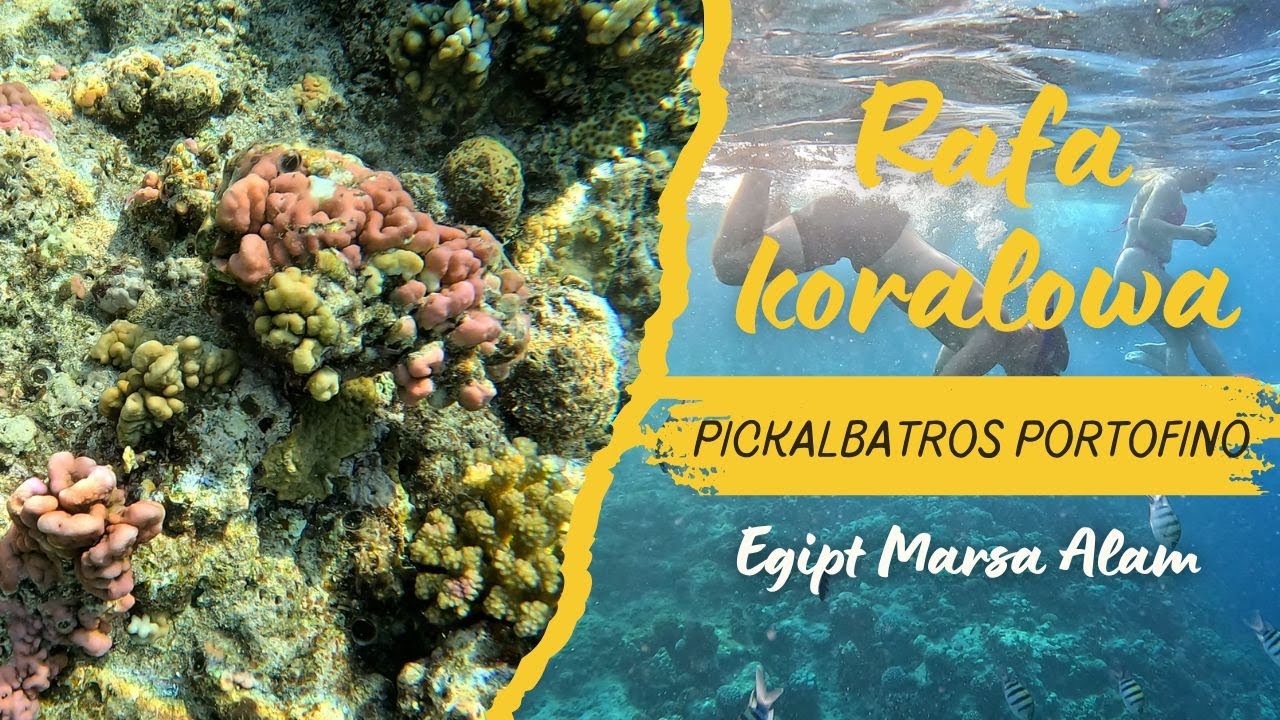 Odkrywamy Rafę Koralową 🌴 | Snorkeling w Pickalbatros Portofino Marsa Alam