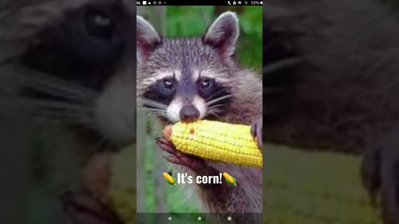 Corn Raccoon🌽🦝
