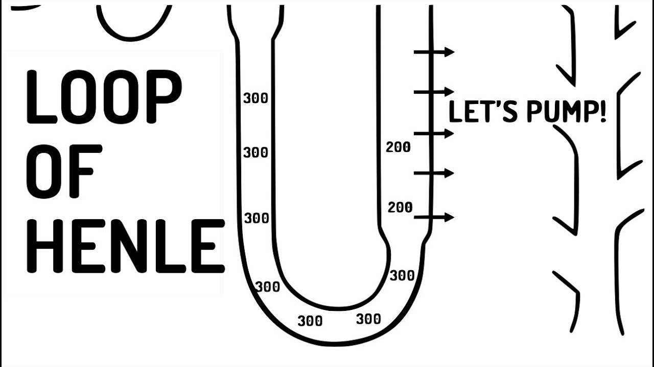 LOOP OF HENLE explained!!
