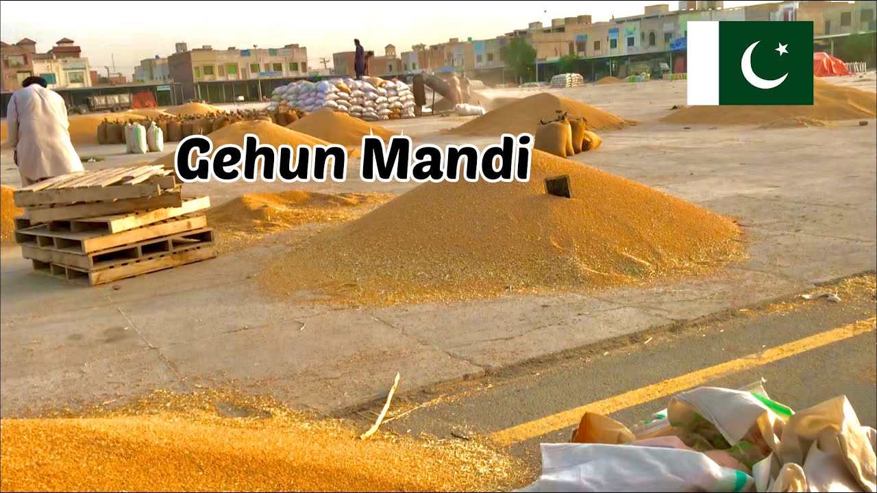 Gehun Mandi in Pakistan 🇵🇰 || Gehun mandi and Harvesting Wheat 🌾 in Pakistan🇵🇰 || Ranbir Tiwary